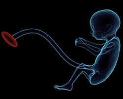 An illustration of a fetus with an umbilical cord protruding from what will become its bellybutton.