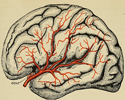 An illustration of the brain with the central arteries colored in red