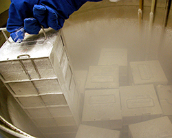Cryopreservation in liquid nitrogen