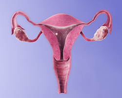 Implantation in the uterus