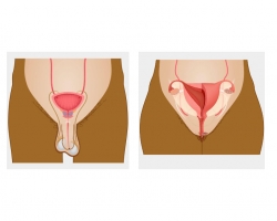 Two side-by-side illustrations, the left one of the male reproductive system and the right one of the female reproductive system