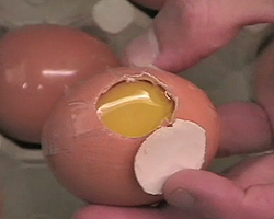 A picture of an egg window... a hole cut into the side of an egg so you can watch development