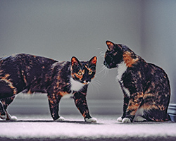 Two calico cats stand in a white room