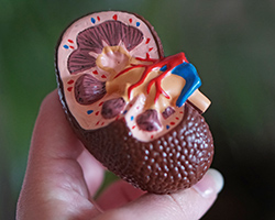 A plastic model of a kidney