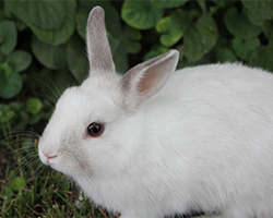 A white rabbit in front of a green plant