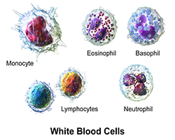 Different types of white blood cells with different colors