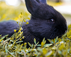 A black rabbit sitting in a field of grass.