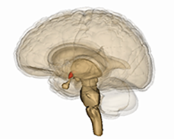 A transparent image of the brain from a side view with the hypothalamus and pituitary gland colored in