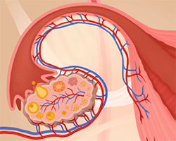 Close up of ovary illustration showing egg or follicle development
