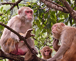 Three rhesus monkeys sitting in the branches of a tree.