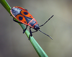 A firebug, which is a red and black elongated bug