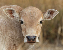 A photograph of a baby cow staring at the camera