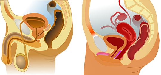 Side-by-side illustrations of male and female reproductive systems