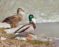 A male and female mallard duck stand on rocks overlooking the water.