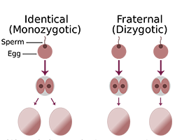 A diagram showing that identical twins originate from the same zygote, while fraternal twins come from separate zygotes.