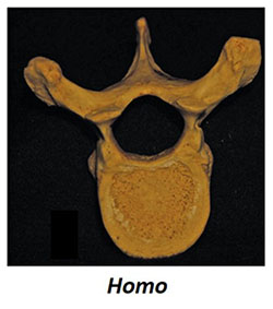 Homo vertebra