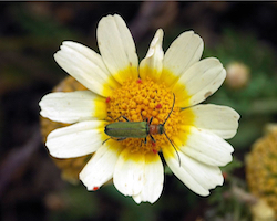Beetle pollinating flower