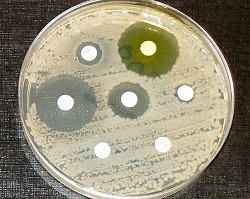 Petri dish with antibiotic
