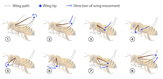 Bee flight wing path