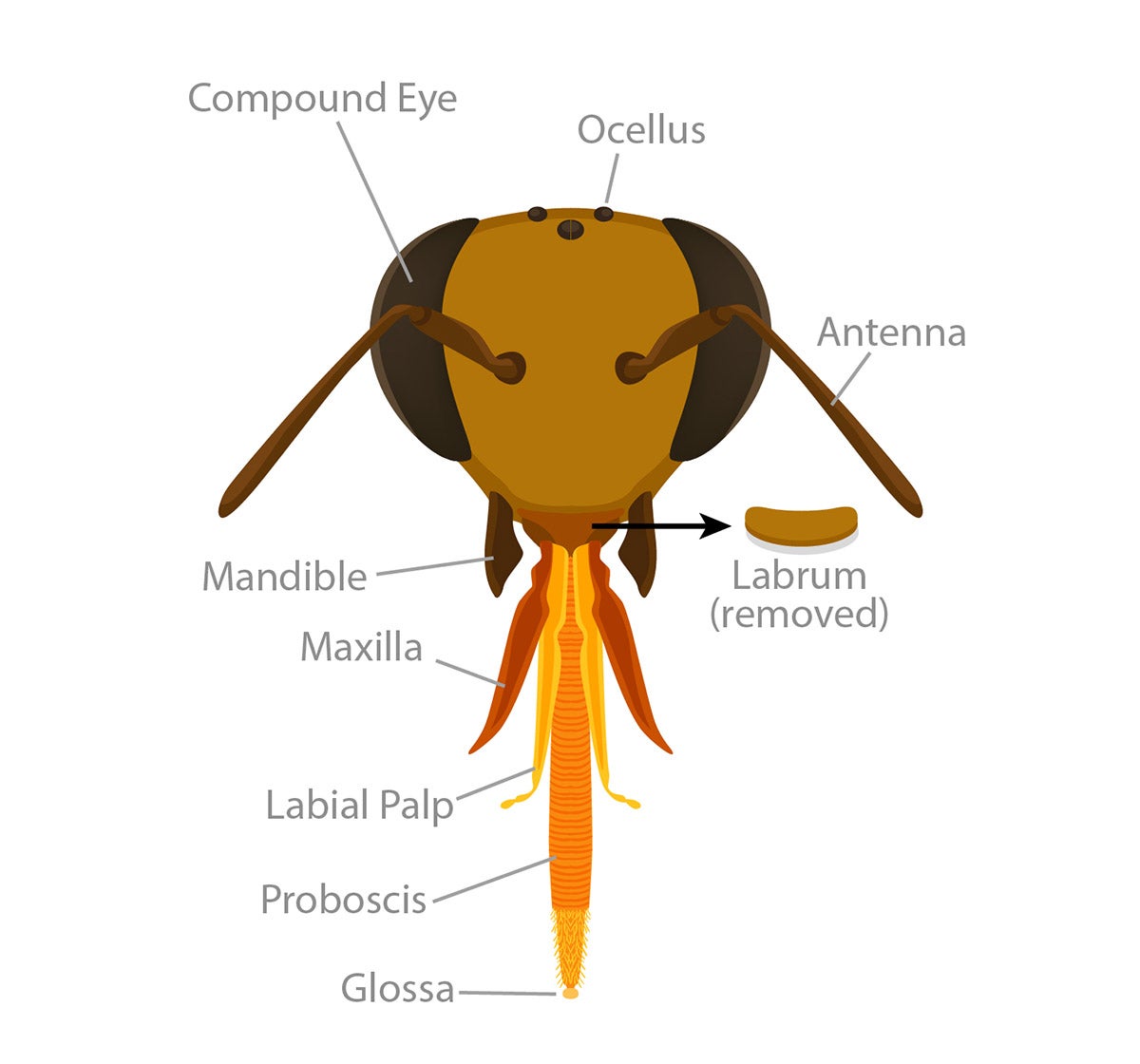 honeybee diagram