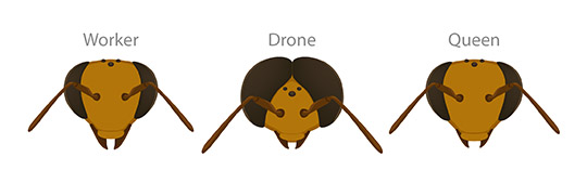 Bee head comparison of worker, drone, and queen