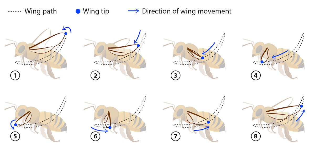 bee-wing-paths.jpg