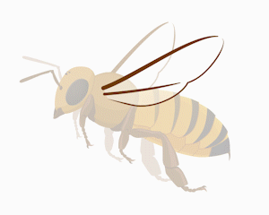 Animated bee flying