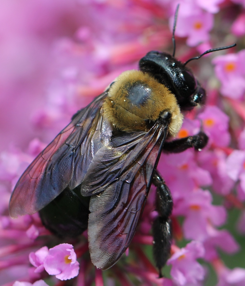 honey bee wings