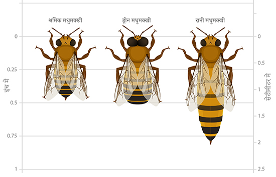 The types of honey bees in a hive (called castes): workers, drones, and queens.