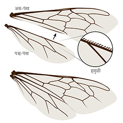 Bee wing anatomy