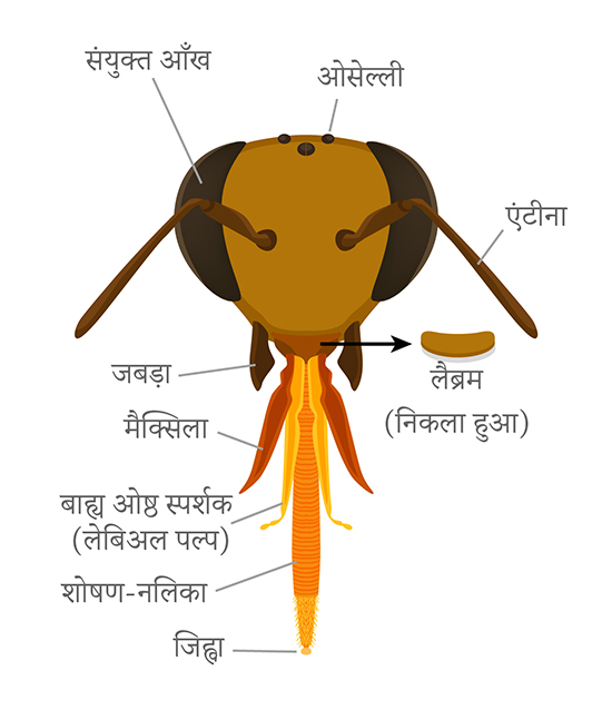 Bee head anatomy