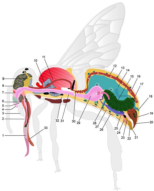 Honey Bee Anatomy