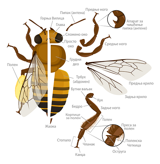 Honey bee anatomy serbian