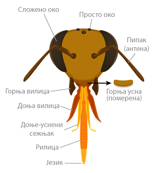 Bee head anatomy