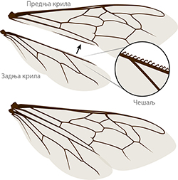 Bee wing anatomy