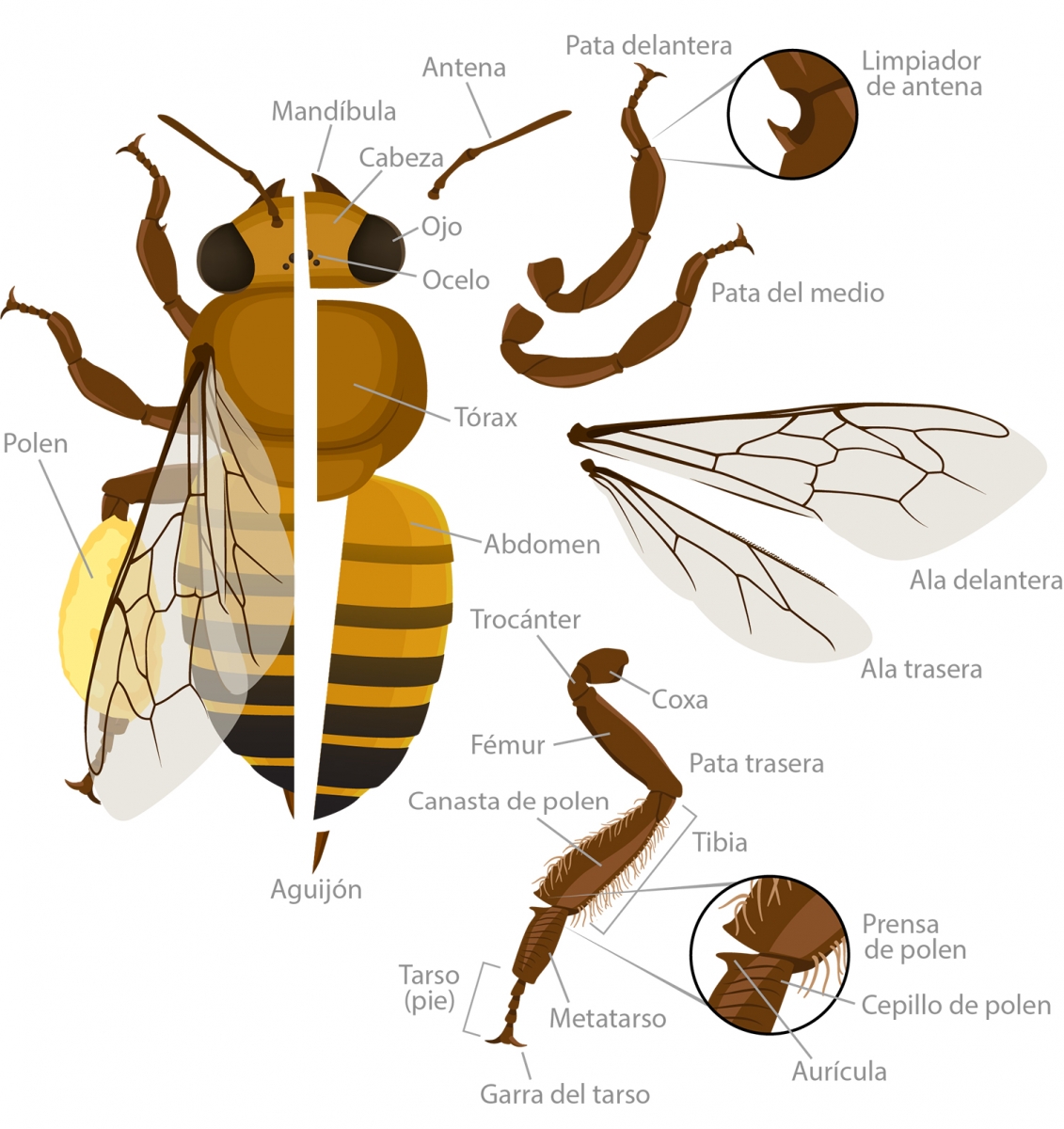¿Cuántos ojos y patas tienen las abejas?