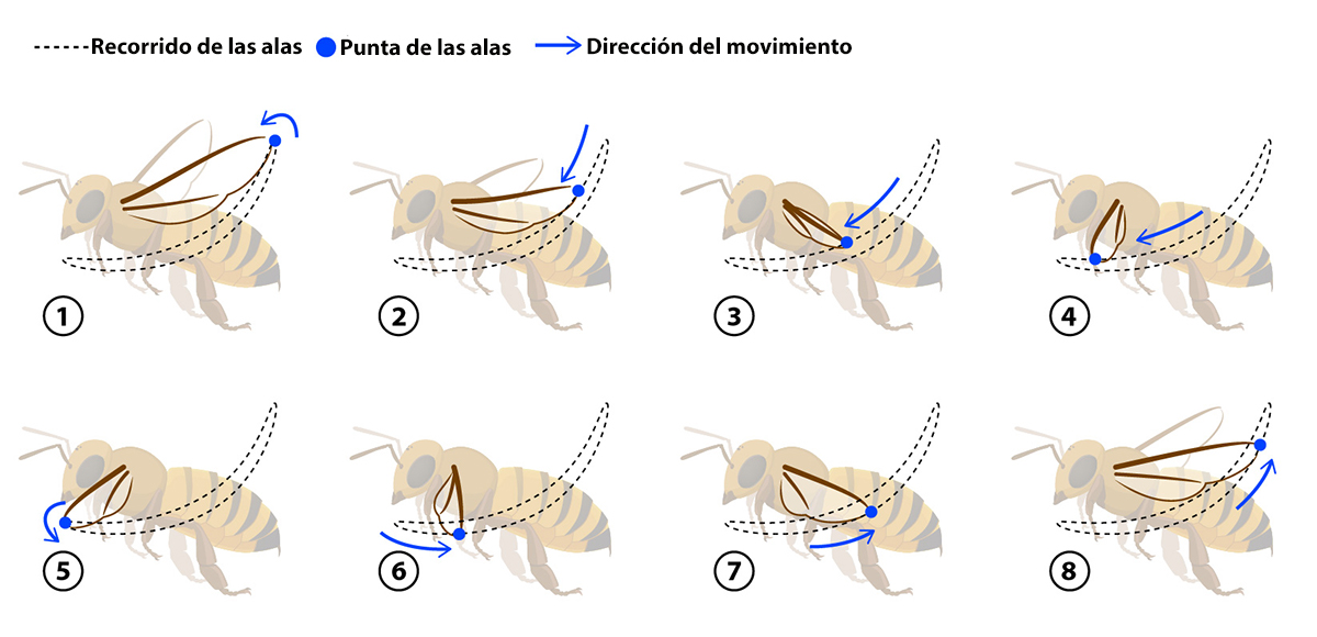 https://askabiologist.asu.edu/sites/default/files/assets/stories/bee_bonanza/spanish/bee-flight-spanish.jpg