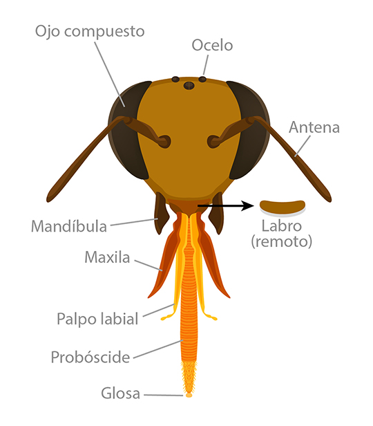Bee head anatomy spanish