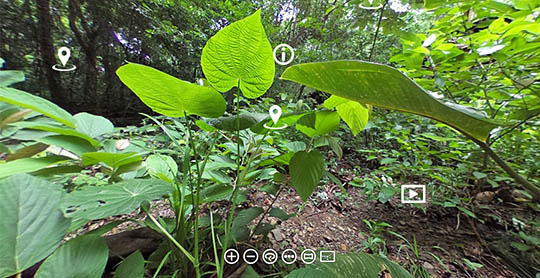 rainforest biome image link
