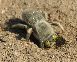 Digger bee, Centris pallida, beginning a burrow. 