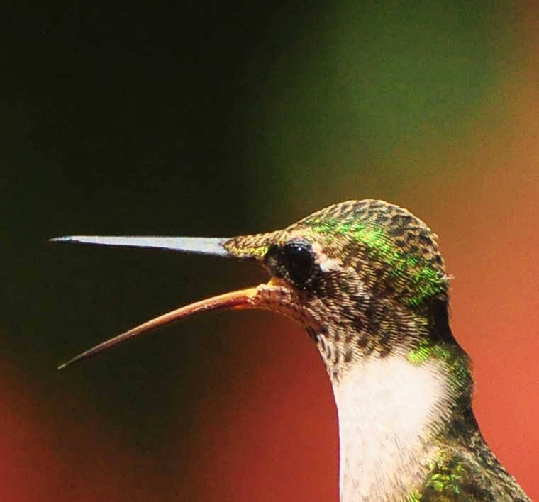 Hummingbird Food And Eating Ask A Biologist,Refinish Hardwood Floors Cost Diy