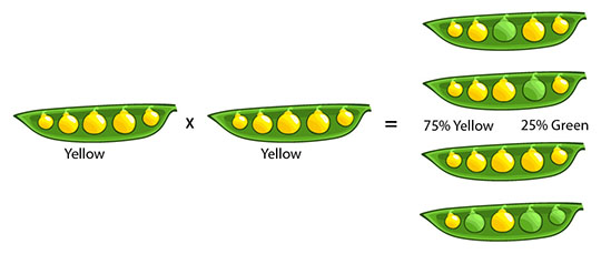 F2 peas: 1/4 green, 3/4 yellow