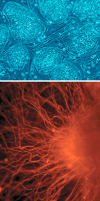 stem and nerve cells