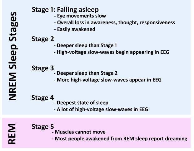 no deep sleep stage