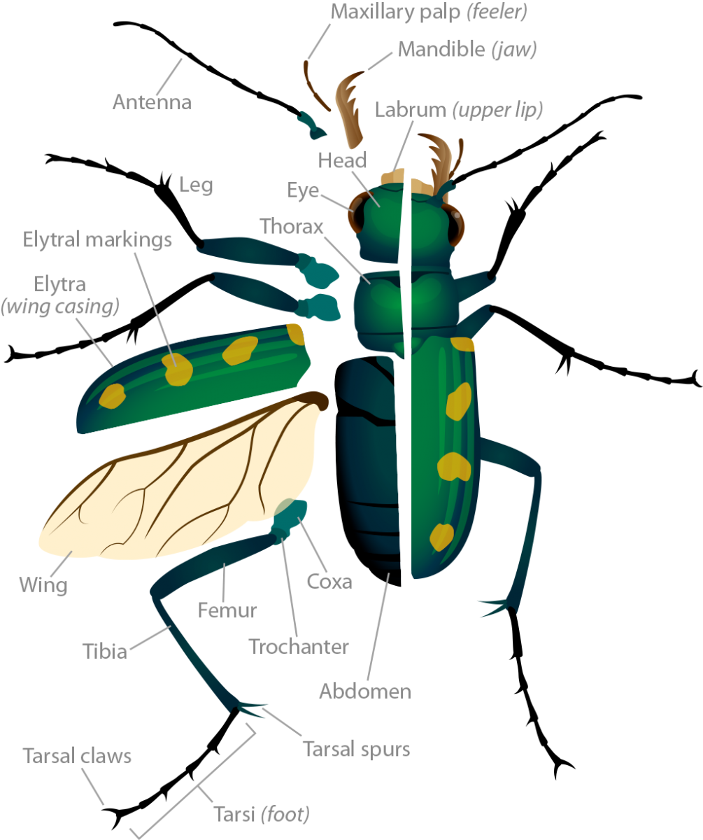 Scaling of foreleg tibia length with body size in spiders. Filled