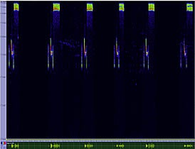 sonograma image