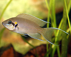 image of Cichlad fish from Lake Tanganyika