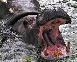 image of yawning hippo