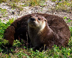 image of river otter