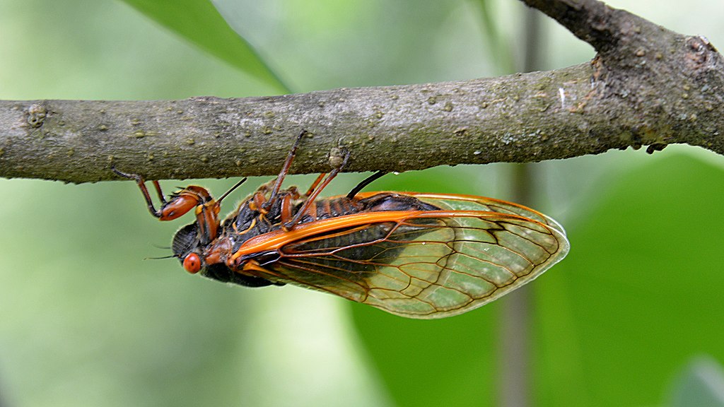 Cicada Life Cycle Diagram